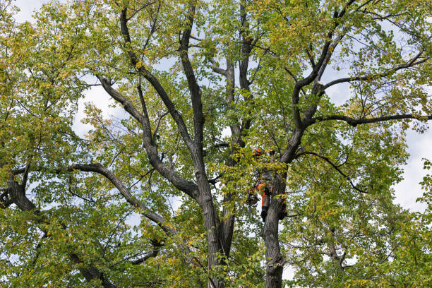 How Our Tree Care Process Works  in  West Wood, UT